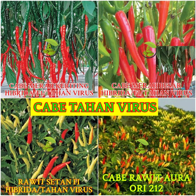 100 biji - Paket Benih Cabe Benih Bibit Cabai rawit cabe merah cabe hijau