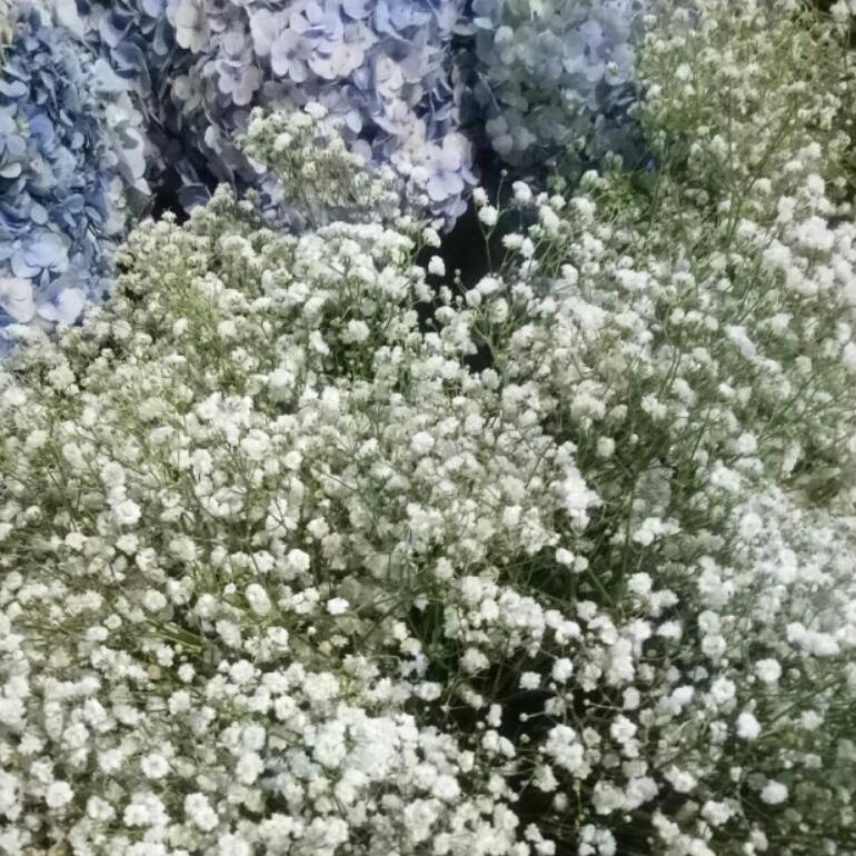 Baby Breath Asli Fresh Perbungkus Impor / Bunga Gypsophila Fresh