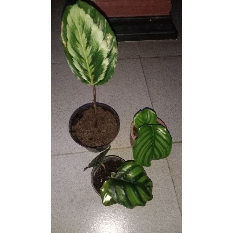 Paket Calathea Medalion V2, Orbifolia dan Roturn
