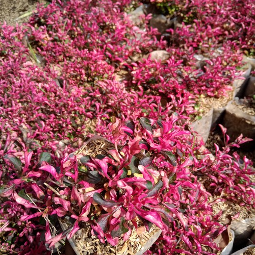 Tanaman Hias bunga krokot Merah Tanaman Hidup