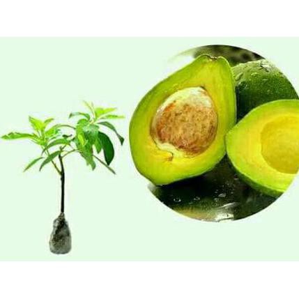 Lock Bibit Buah Alpukat Mentega Super Rest0Ck
