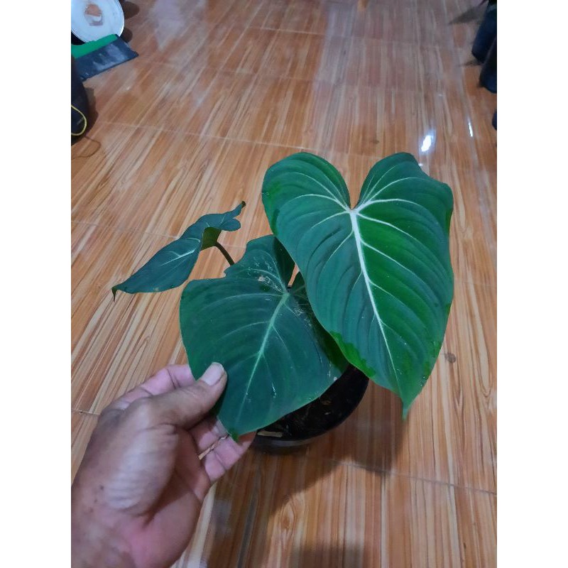 TANAMAN PHILLODENDRON GLORIOSUM 3 DAUN
