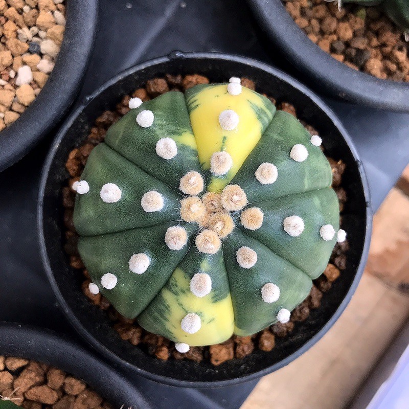 Astrophytum Asterias Variegata yellow