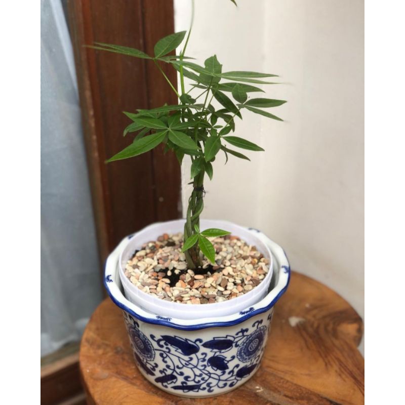 TANAMAN HIAS PACHIRA-POHON PACHIRA