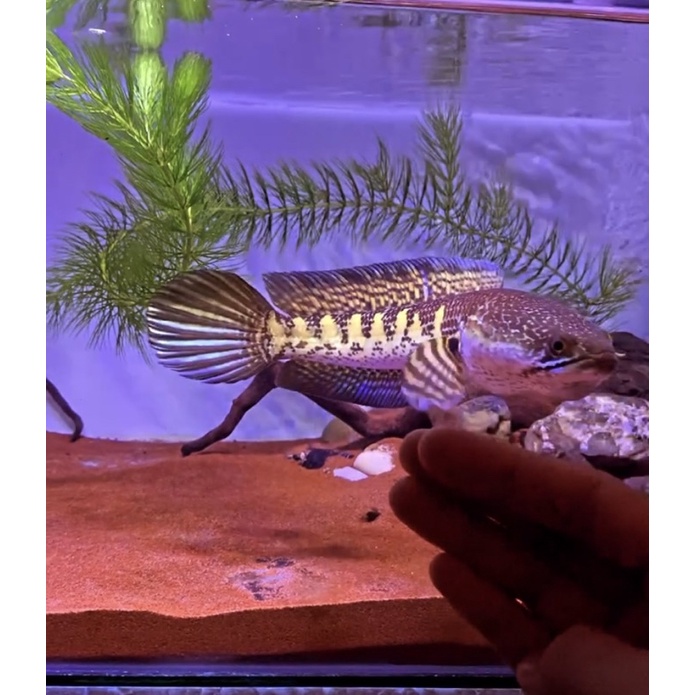 Channa auranti 24-25 cm, bar lumayan rapi, gondrong, ekor hampir close