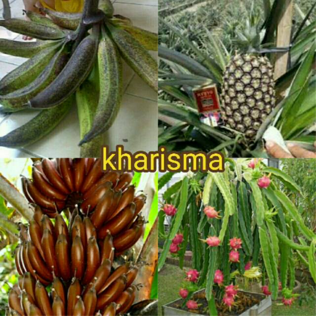 BIBIT BUAH NAGA 5 batang bibit pisang tanduk nanas jumbo pisang merah