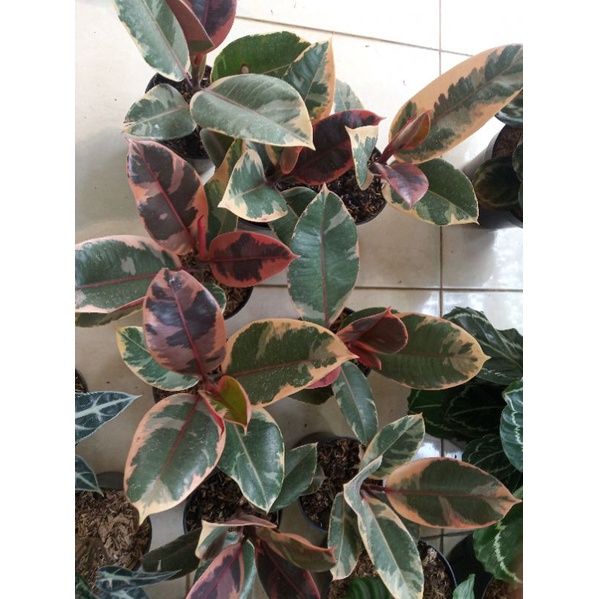 Tanaman hias karet kebo tricolour/Ruby tricolour