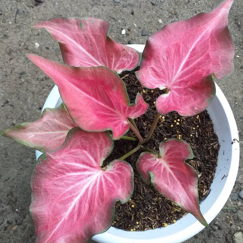 Tanaman Hias Keladi Ramla Pink (Keladi Ramla Pink) Bisa COD ✅