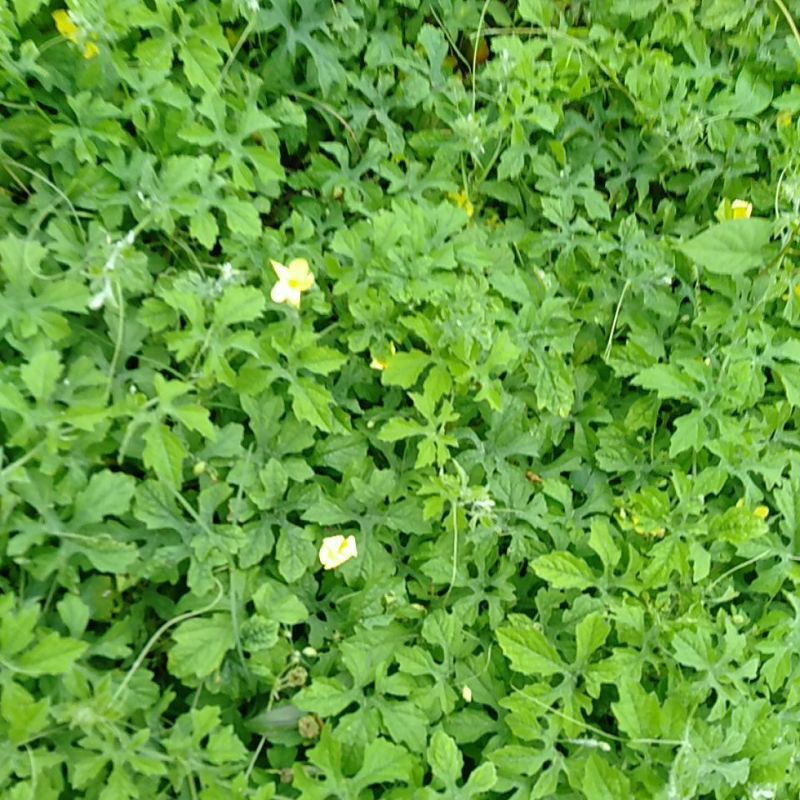 

Daun Paria Peria pare sayur segar