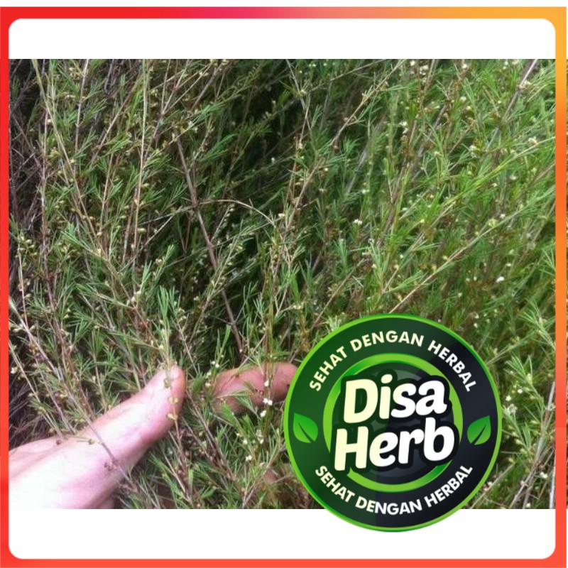 

DAUN JUNGRAHAB / UJUNG ATAP KERING 50 GRAM - Baeckea Frutescens - MURNI - JSR - REMPAH