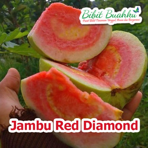 Bibit Jambu Biji Red Diamond