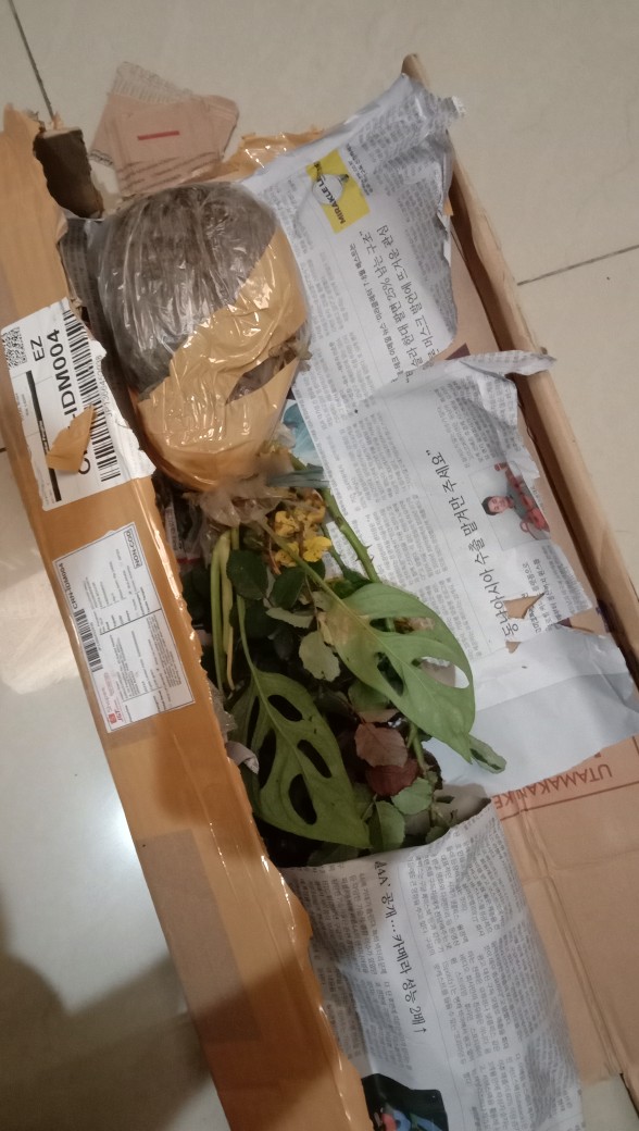 Bibit Tanaman Monstera Obliqua Philodendron Monstrea Daun Janda Bolong