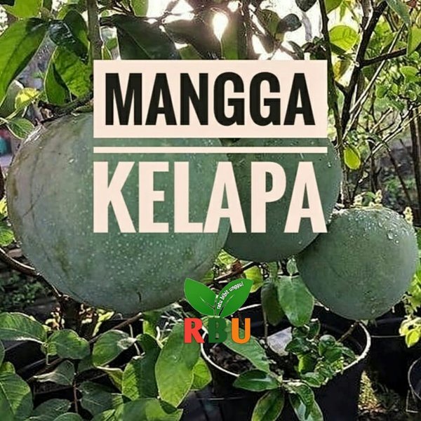 Bibit MANGGA KELAPA Jumbo Super Unggul biasa TABULAMPOT