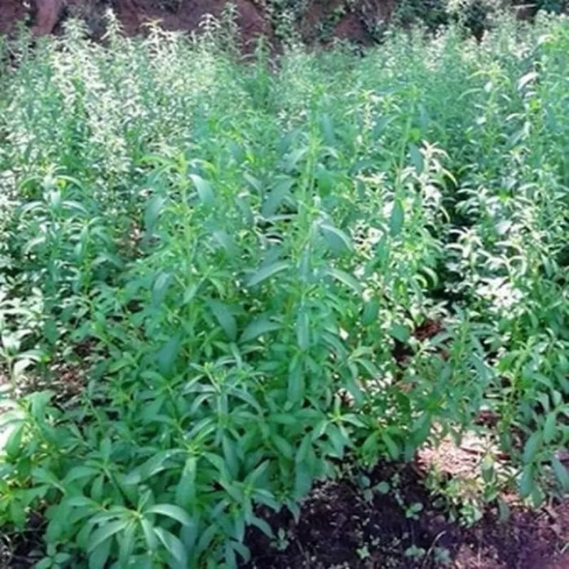 bibit tanaman stevia