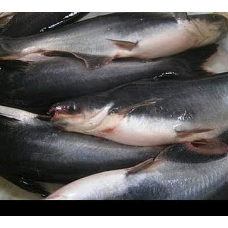 

ikan patin segar 1kg
