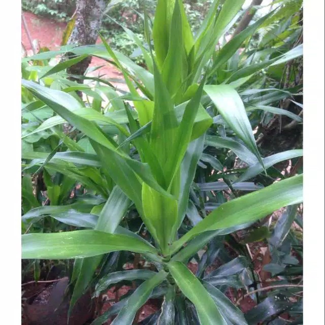 

daun suji 250 gram fresh box Herbal alami Murah Obat herbal alami murah asli dari kampung
