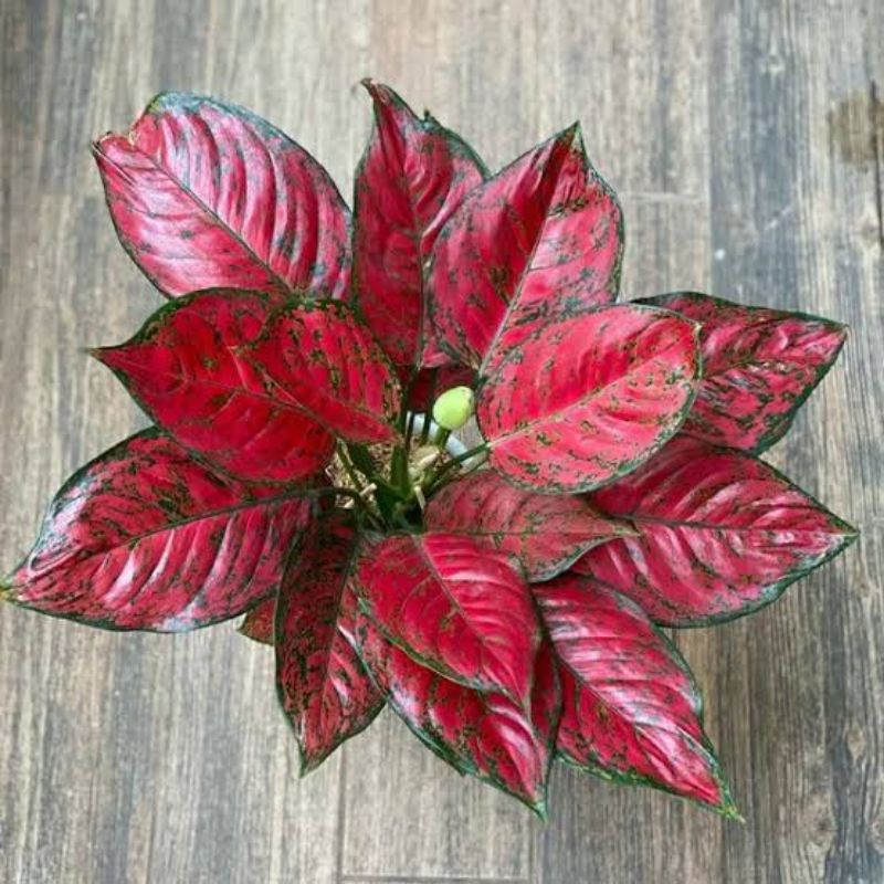 bibit bonggol aglonema RED KING