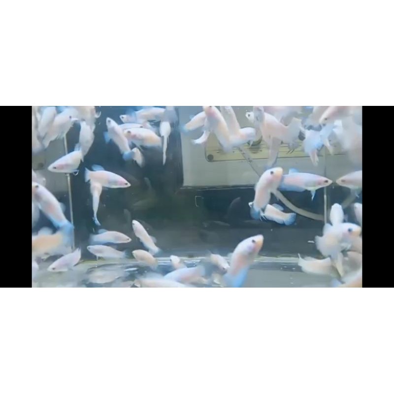 Blue Rim Line Thailand