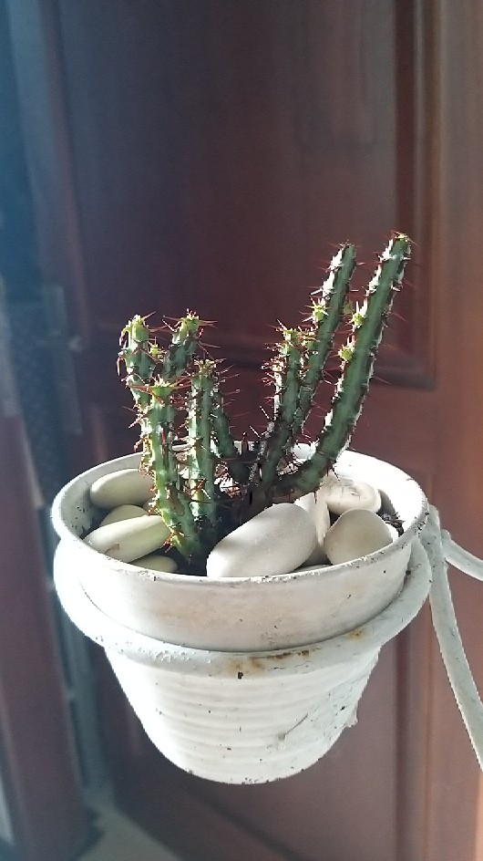 Sukulen Dan Kaktus Mini (euphorbia Aeruginosa)