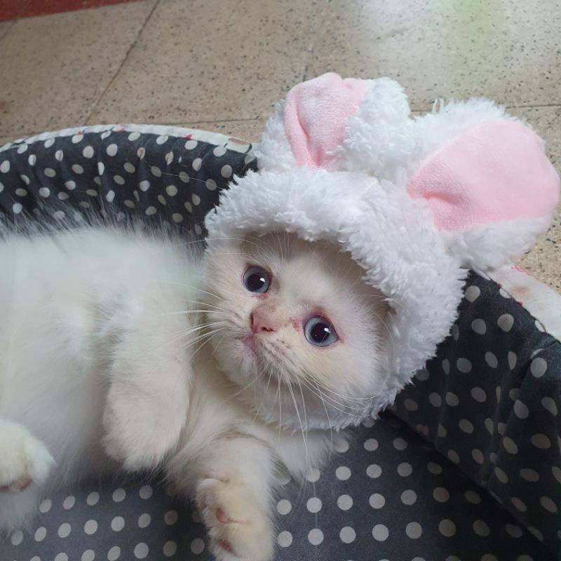 Kucing Kitten Persia Himalaya Red Point Flatnose Lucu Imut Mata Biru