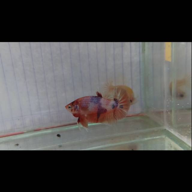 Ikan Cupang Nemo Candy