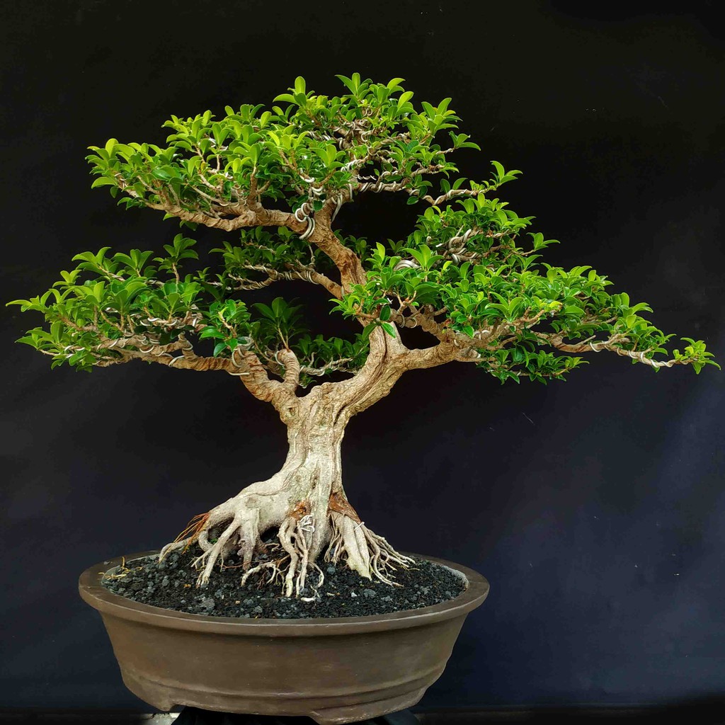 Jual Bonsai Pohon Beringin Elegan Ficus Compacta Shopee Indonesia