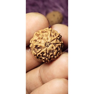 rudraksha mukhi 8 size 18 mm-20 mm