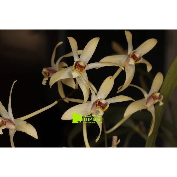 anggrek spesies dendrobium epygenium triflorum