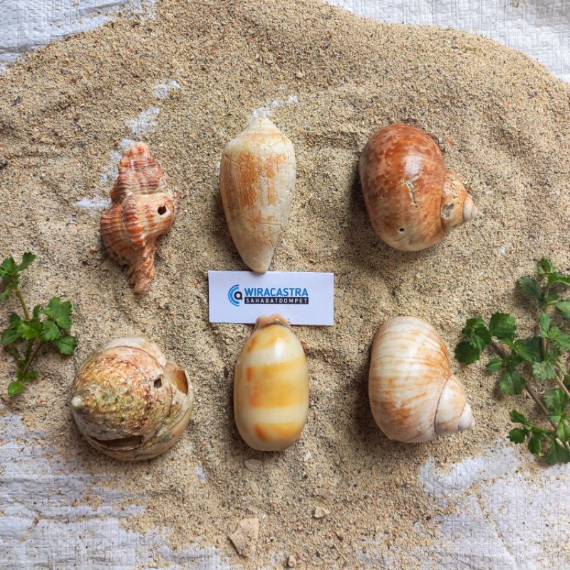 Kerang Laut BESAR Asthetic / Aquarium Aquascape / Bahan Kerajinan / Hiasan Pajangan