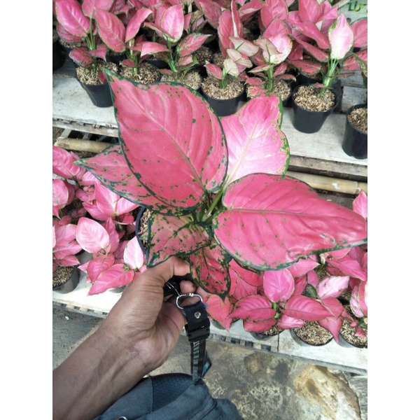 aglonema pink katrina