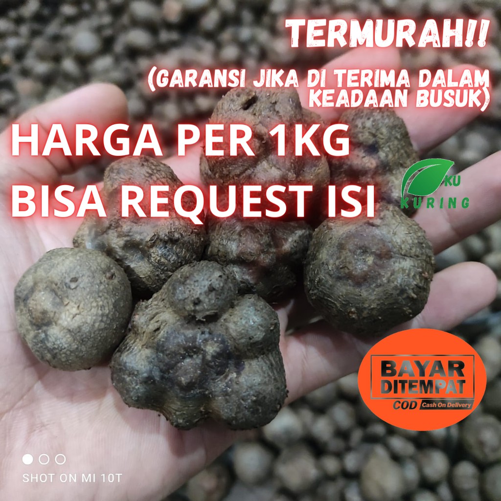 KUKURING BIbit Biji Katak Porang 1Kg Bulbil Porang Paling Di Cari [ BISA COD ]