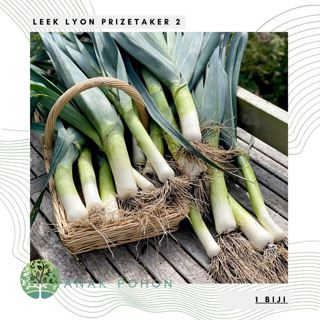 Benih Bibit Biji - Leek Lyon 2 Prizetaker Daun Bawang Giant Jumbo Seeds - IMPORT