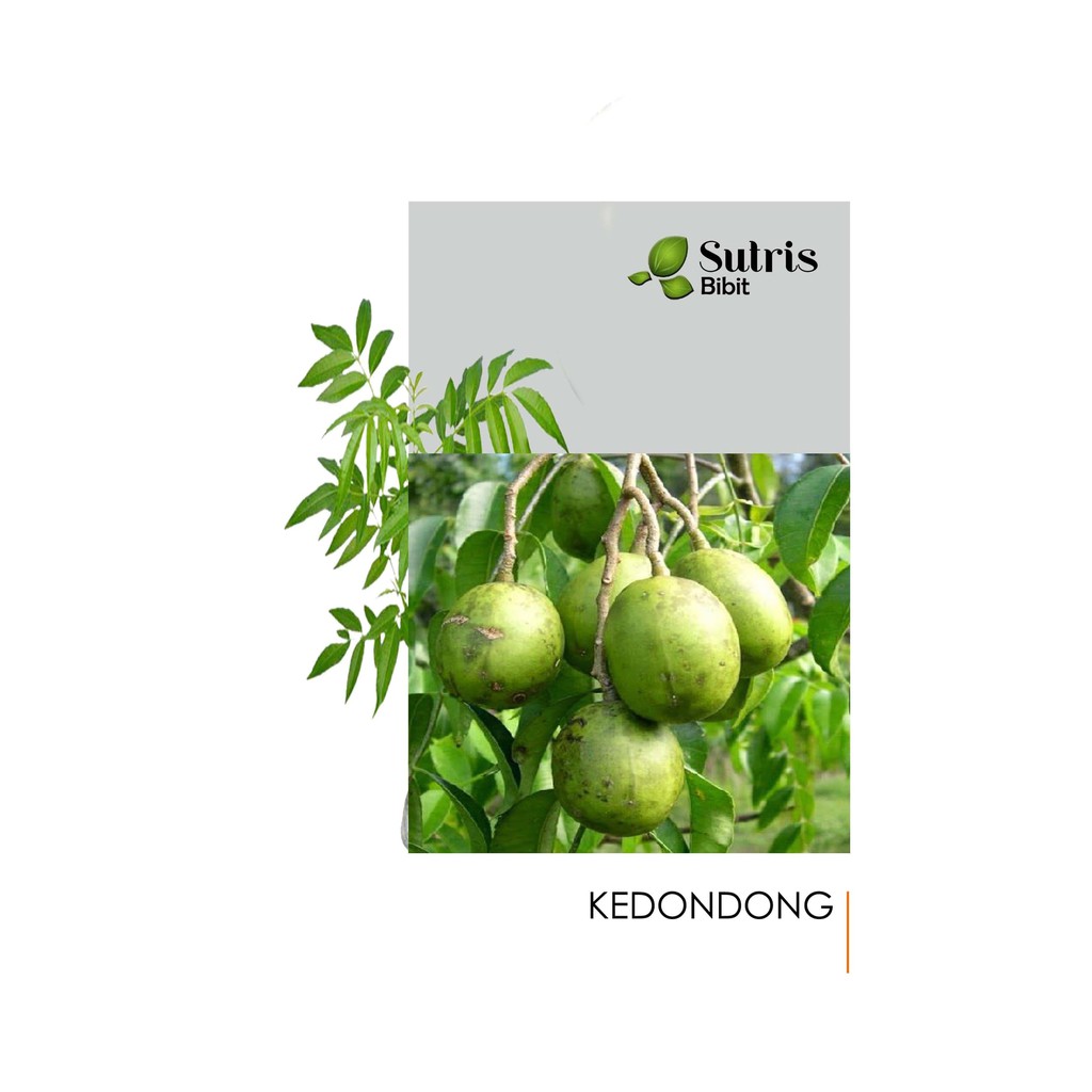 Tanaman kedondong bangkok