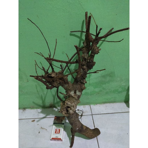 dongkelan bonsai iprik berkakter ok