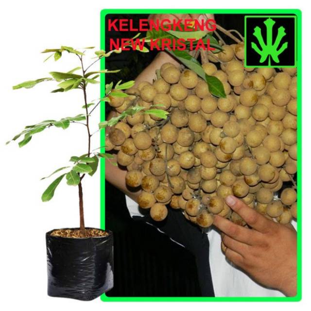 BIBIT KELENGKENG NEW KRISTAL UNGGUL