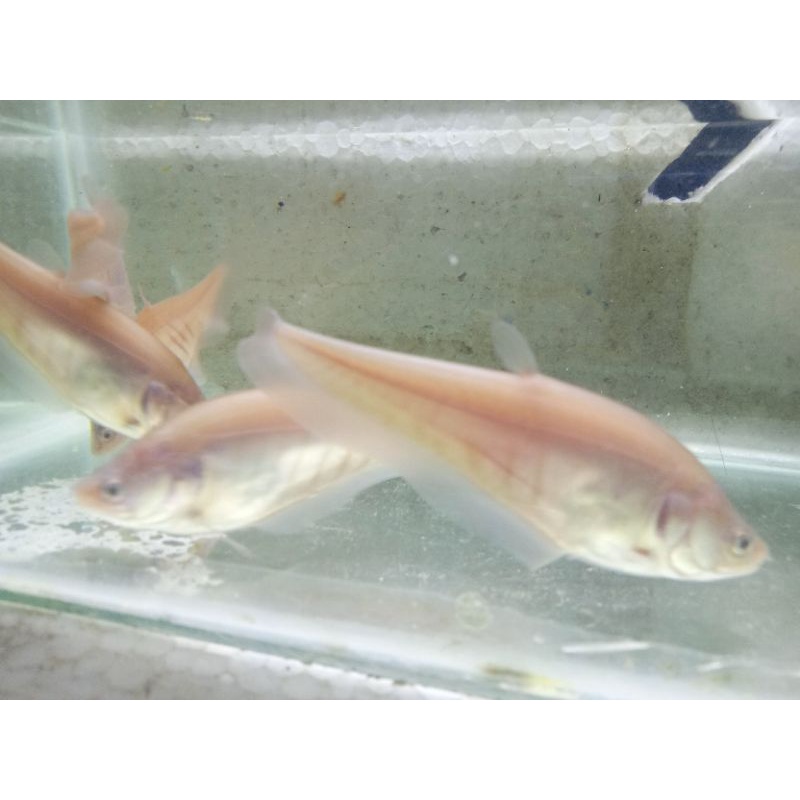 belida brown bangkok