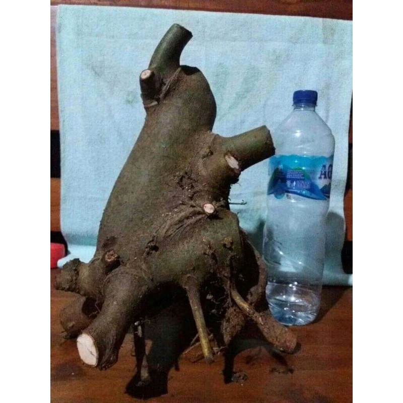 bahan bonsai loa dongkelan terbaru