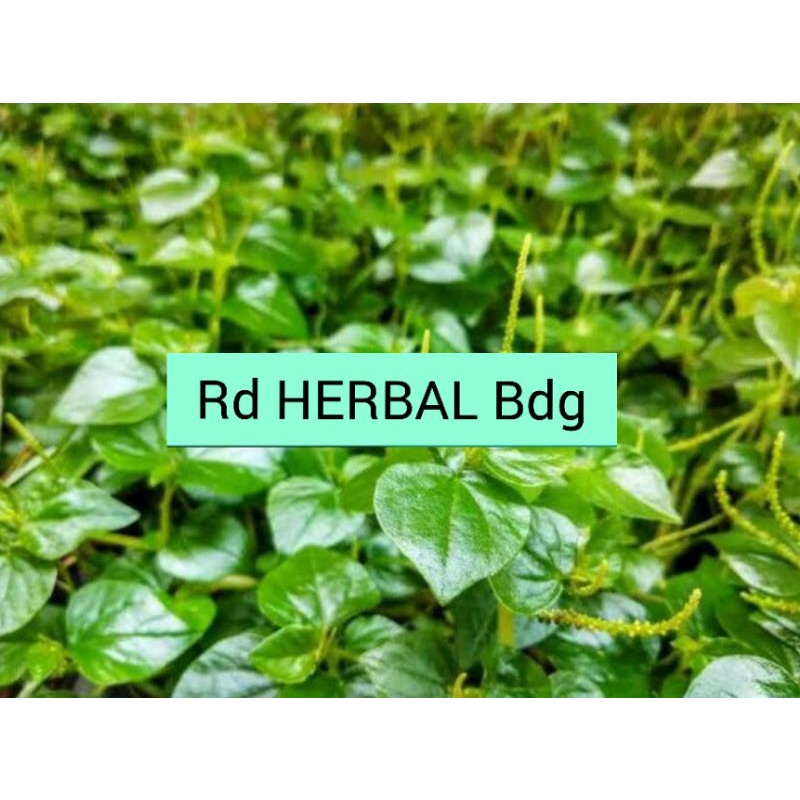 

Daun Suruhan Daun Sirih Cina Daun Ketumpang Air 500Gram
