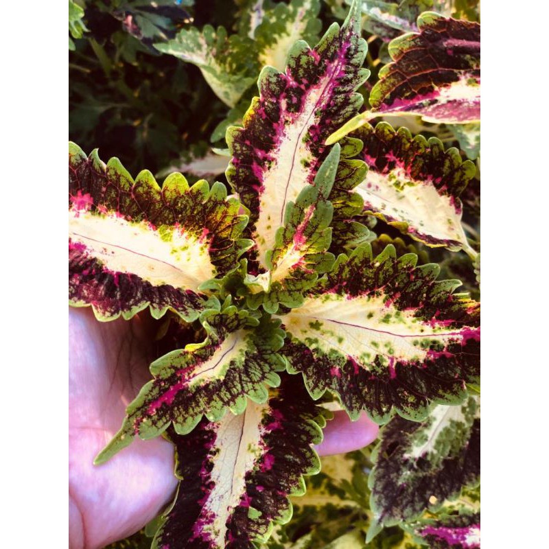 

miana_premium/miana_langka/jawerkotok/coleus