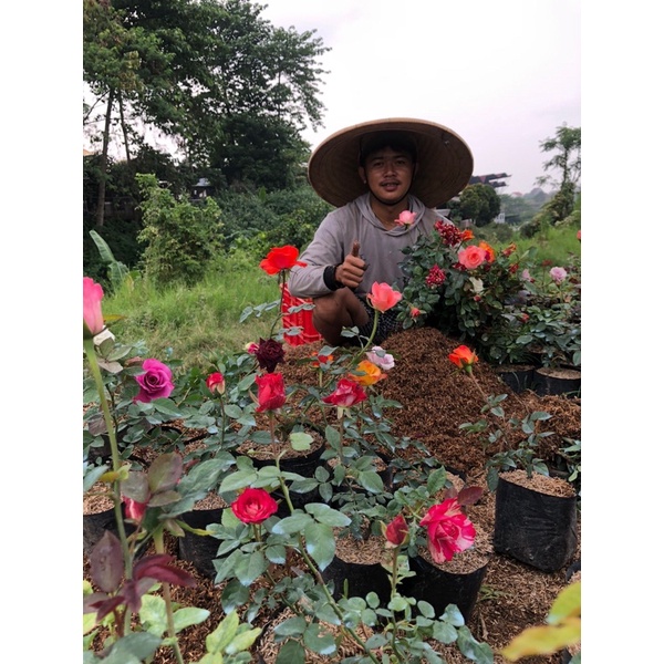 MAWAR PAKET 10 POHON MAWAR HOLLAND KELOPAK BESAR