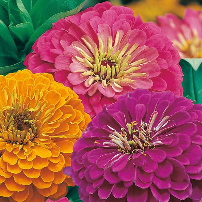 Benih Bibit Biji - Bunga Zinnia Jazz Flower Seeds - IMPORT