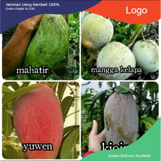 4 paket bibit mangga super