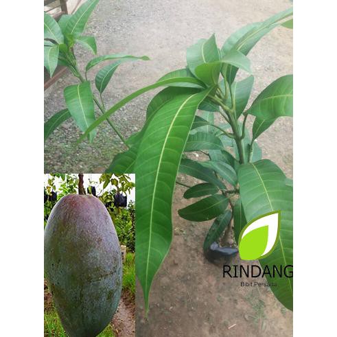 Original Bibit Buah Mangga Kiojay Thailand I Mangga Kio Jay Thailand