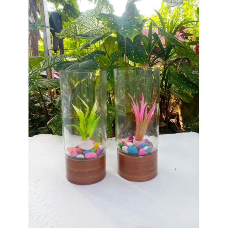 aquarium ikan cupang mini tabung tempat pelihara ikan cupang soliter tabung toples kaca botol kaca