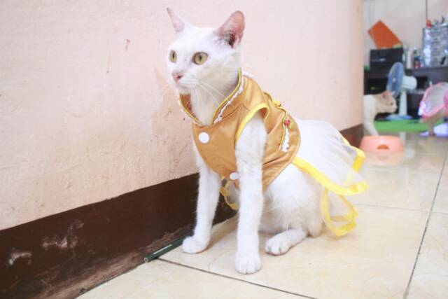 Dress shanghai gold imlek 2019 dress lucu untuk kucing dan anjing size S M L XL