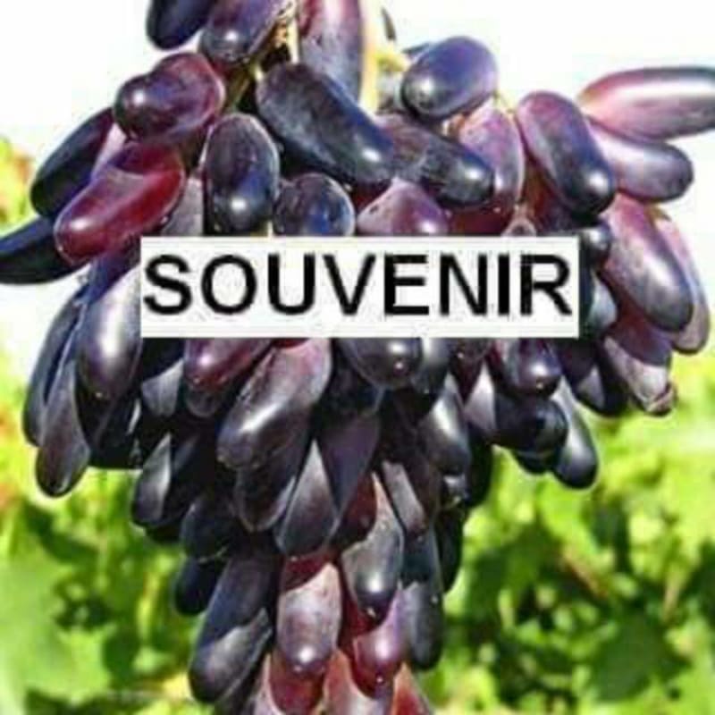 ANGGUR IMPORT SOUVENIR grafting