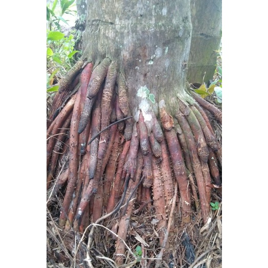 

akar pinang