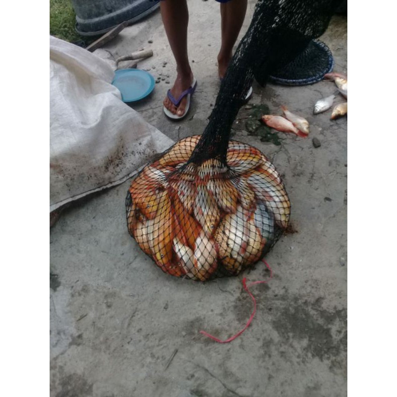 Kerumbu ikan / tempat ikan / korang ikan  panjang 150cm bisa dilipat