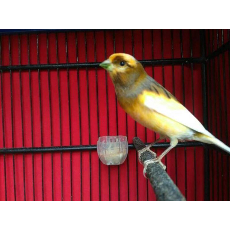 BURUNG KENARI AF BAHAN JANTAN