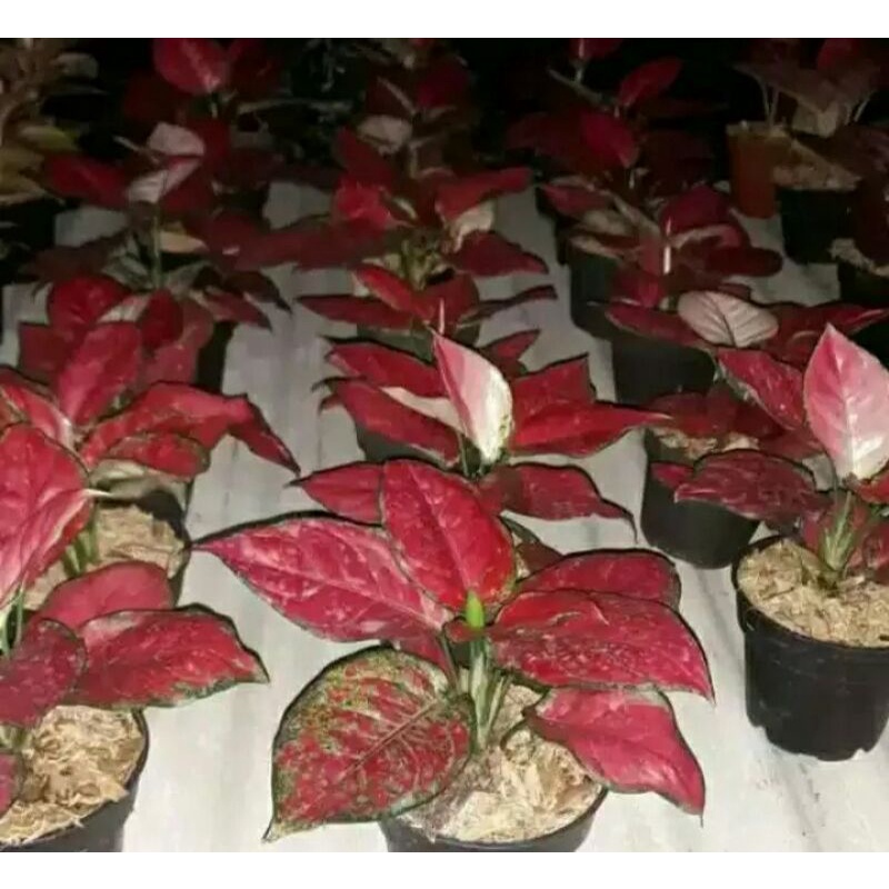 aglonnema suksom jaipong jumbo